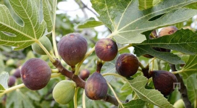 NEDENN OCAĞIMA İNCİR AĞACI DİKTİN DERLER