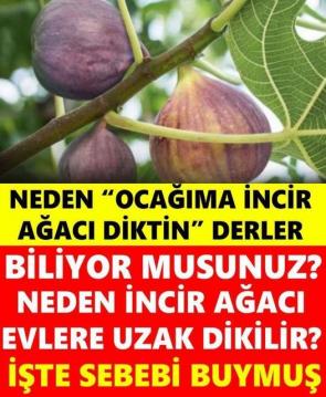 NEDENN OCAĞIMA İNCİR AĞACI DİKTİN DERLER