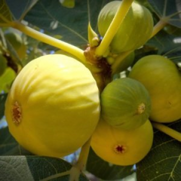 NEDENN OCAĞIMA İNCİR AĞACI DİKTİN DERLER