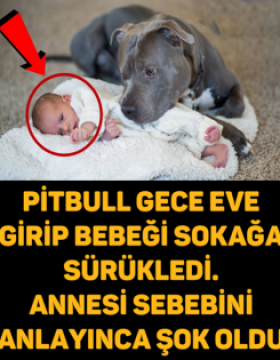 Pitbull Bebeğe Öyle Bir Şey Yaptı Ki, Sebebini Anlayınca Bebeğin Annesi Şok Oldu