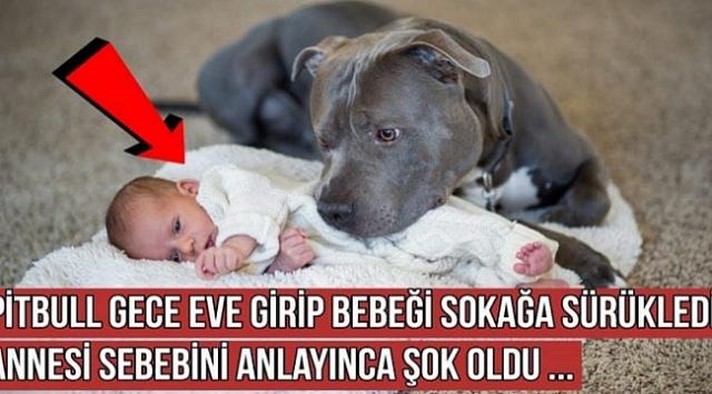 Pitbull Bebeğe Öyle Bir Şey Yaptı Ki, Sebebini Anlayınca Bebeğin Annesi Şok Oldu