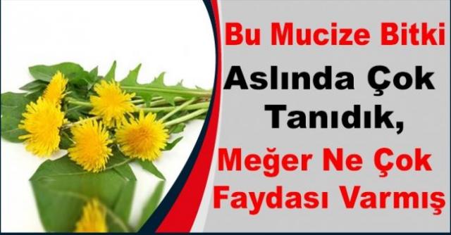 Bu Bitki Aslında Çok Tanıdık,Meğerse Çok Faydası Varmış