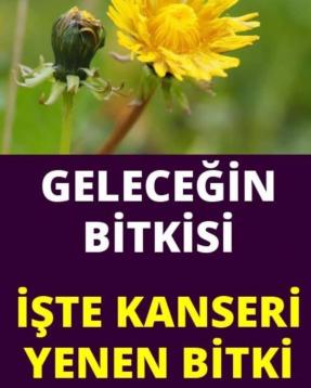 Bu Bitki Aslında Çok Tanıdık,Meğerse Çok Faydası Varmış