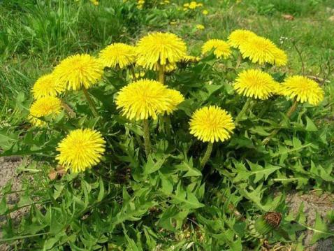 Bu Bitki Aslında Çok Tanıdık,Meğerse Çok Faydası Varmış