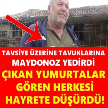 Gören Gözlerine İnanamadı: Tavuğuna Maydonoz Yedirdi, Yumurtalar Böyle Çıktı