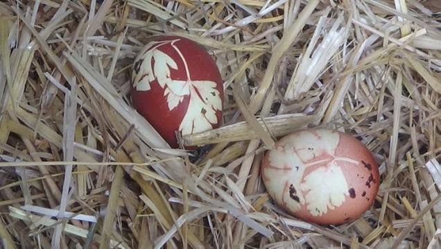 Gören Gözlerine İnanamadı: Tavuğuna Maydonoz Yedirdi, Yumurtalar Böyle Çıktı