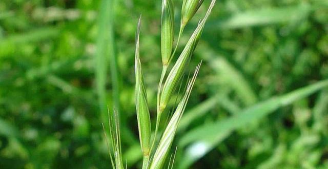 Bu Besinler Hastalıklara Kalkan Oluyor!