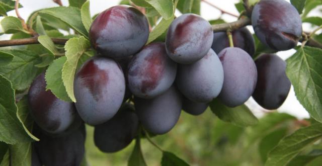 Bu Besinler Hastalıklara Kalkan Oluyor!