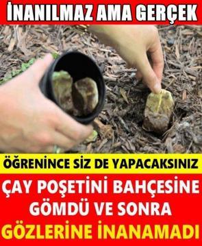 Sallama Çayı Çöpe Atmadı Bahçesine gömdü Nedenini Öğrenince Sizde yapacaksınız