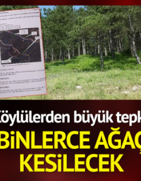 Köylülerden büyük tepki…. Binlerce ağaç kesilecek