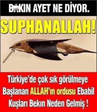 Ebabil Kuşunu duymayanınız yoktur