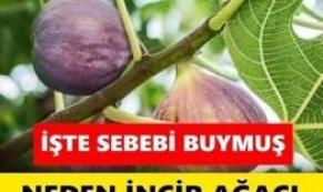 Aslında anlamı buymuş