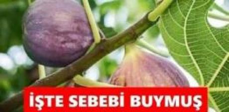 Aslında anlamı buymuş