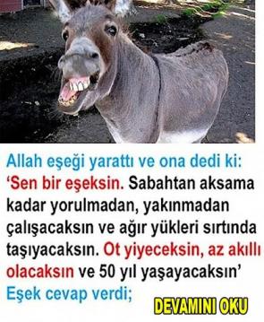 Allah eşeği yarattı ve ona dedi ki