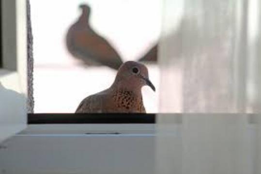 Balkona kumru konduysa