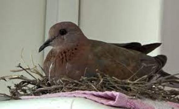 Balkona kumru konduysa