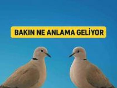 Balkona kumru konduysa