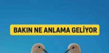 Balkona kumru konduysa