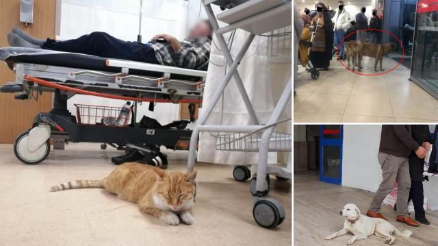 genelde tüm illere gönderildi