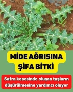 sağlık yararları sunabilen bir