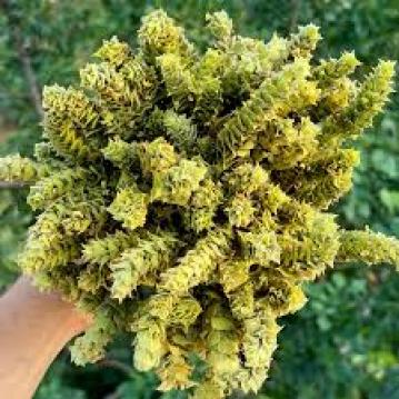 Alzheimer’e Karşı Çok Faydalı