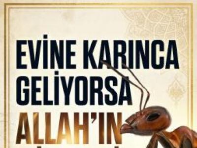 Eve Karınca Gelmesinin allahın 7 işareti nedir
